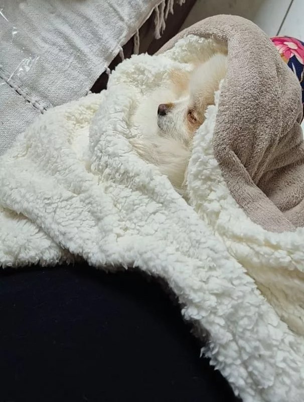Mantinha Pet Dupla Face Soft Sherpa